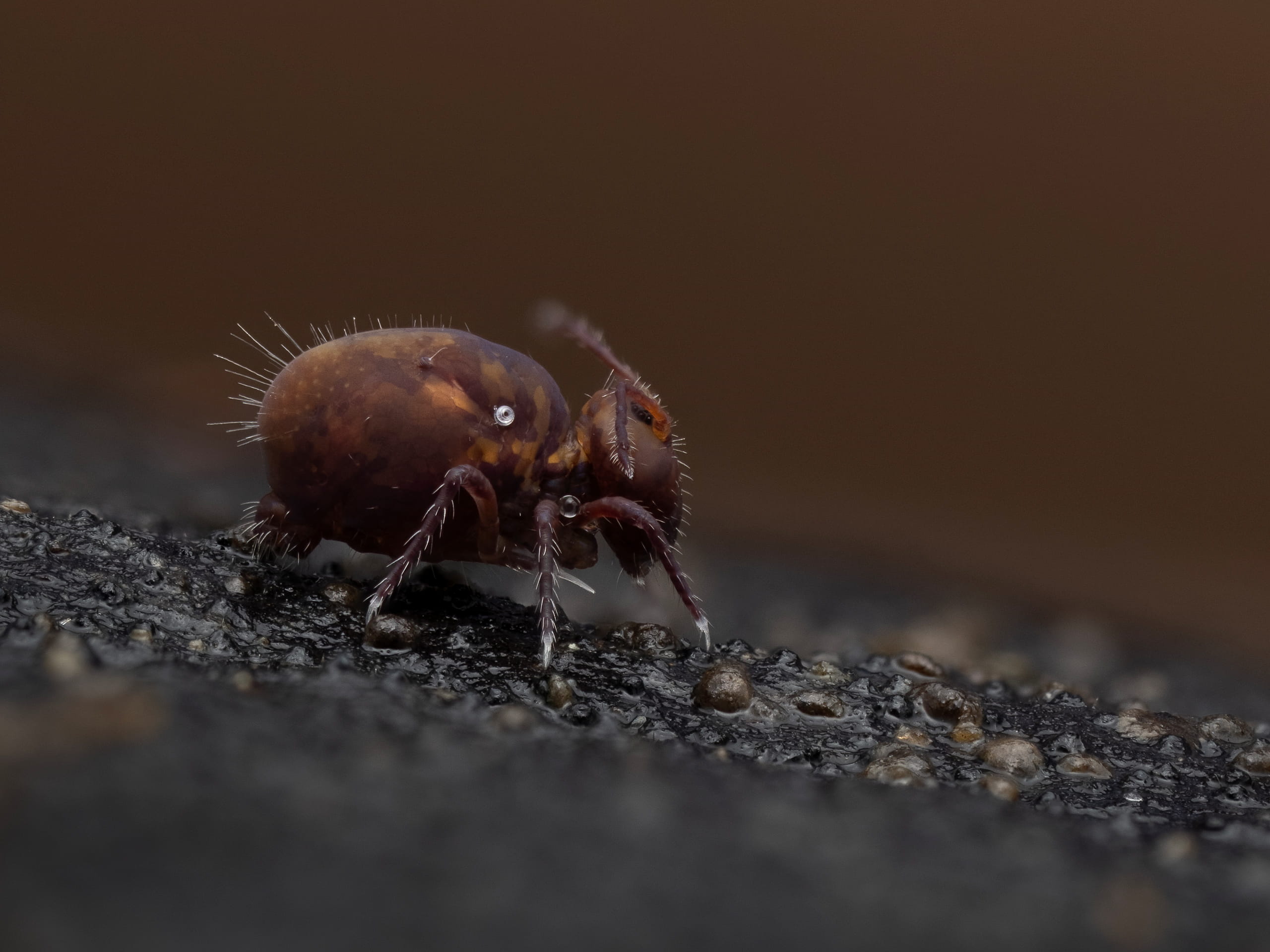 Dicyrtoma_fusca_RupertLees_01