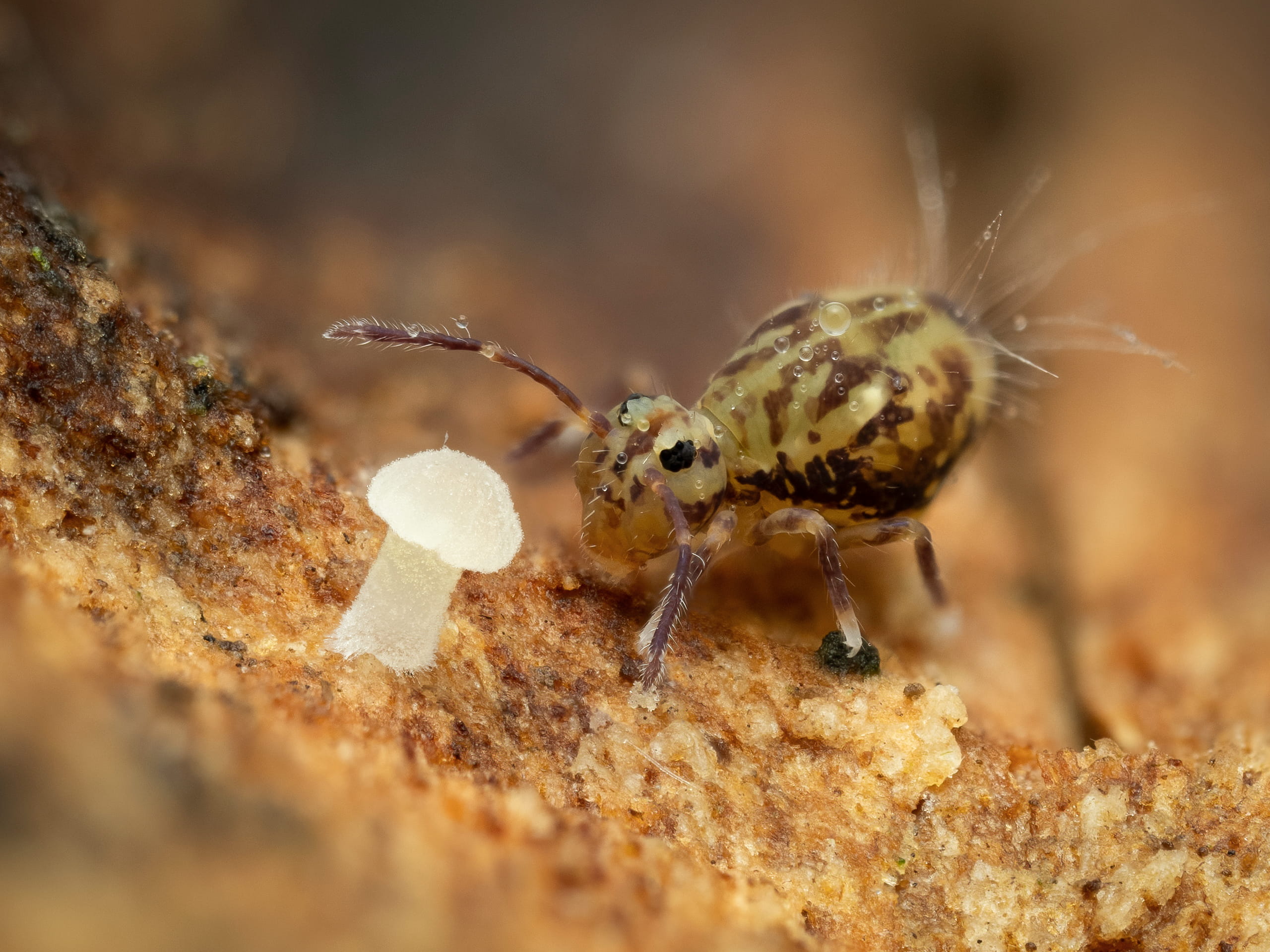 Dicyrtomina_saundersi_RupertLees_02