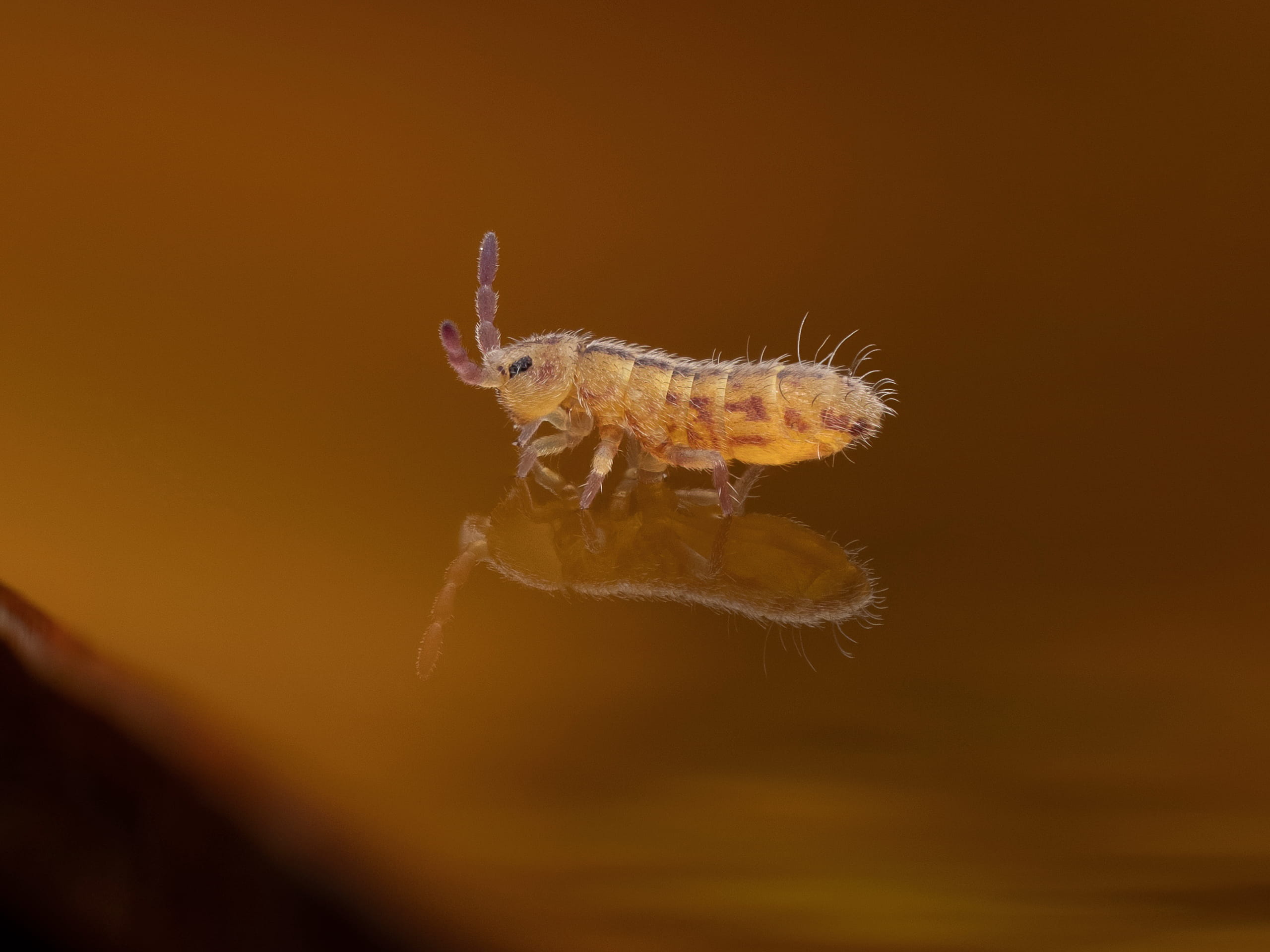 Isotomurus_palustris_RupertLees_01