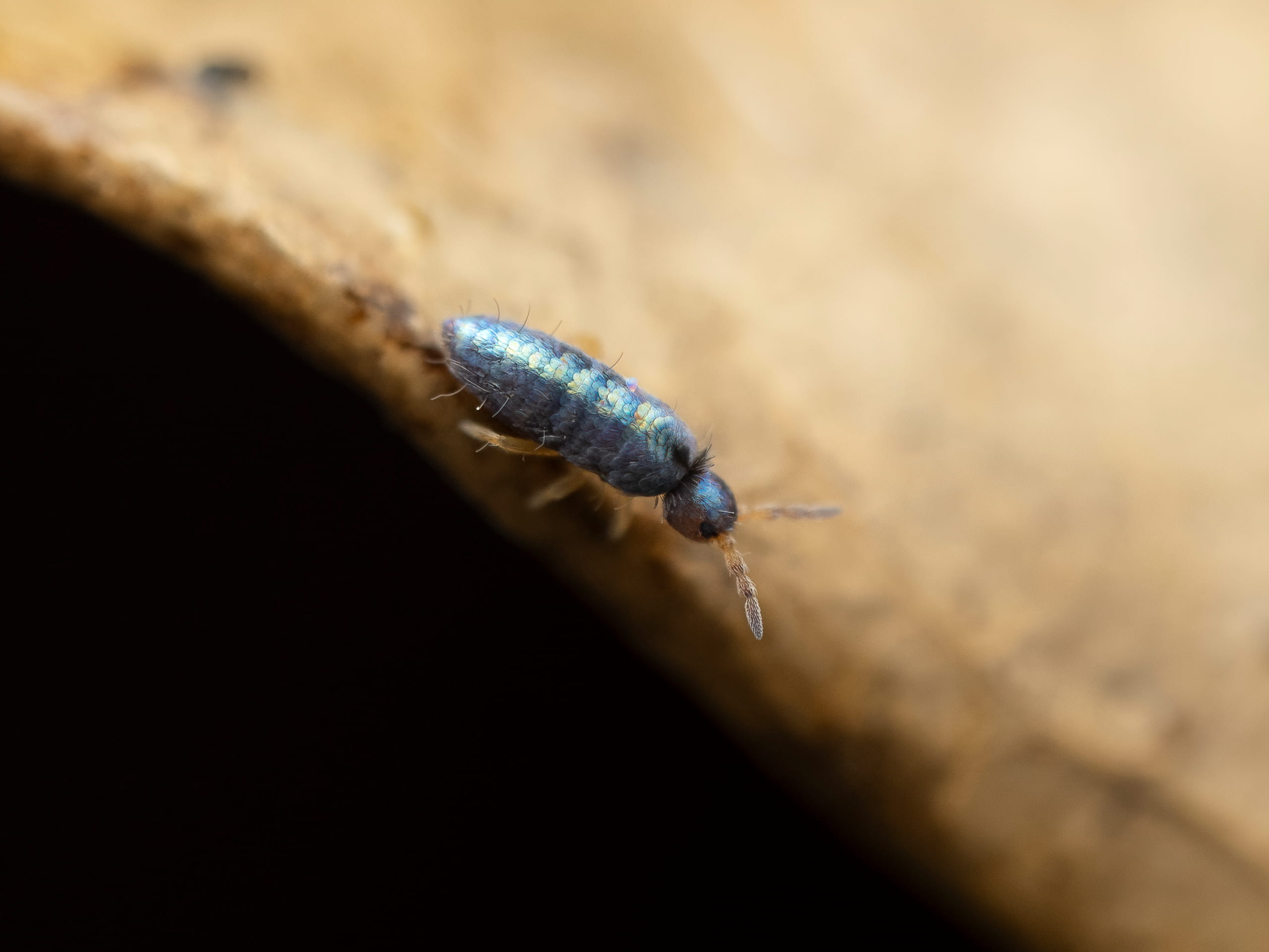 Lepidocyrtus_sp_RupertLees_01