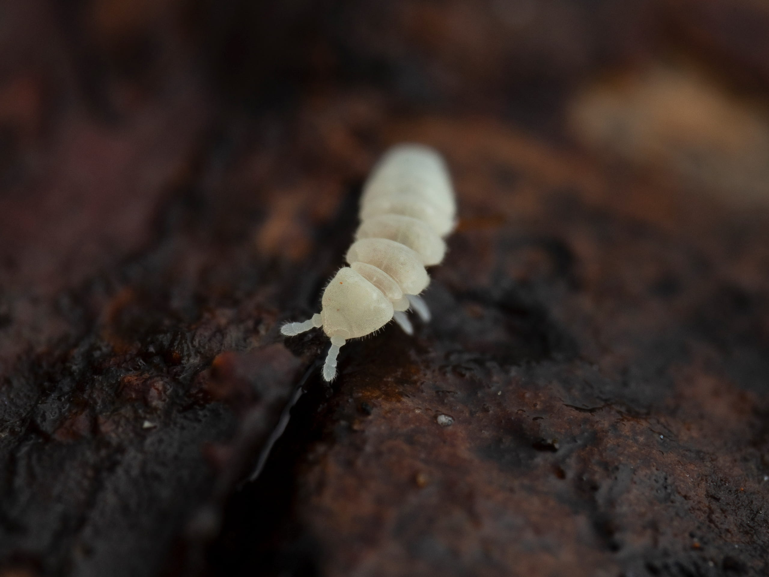 Onychiuridae_sp_RupertLees_01