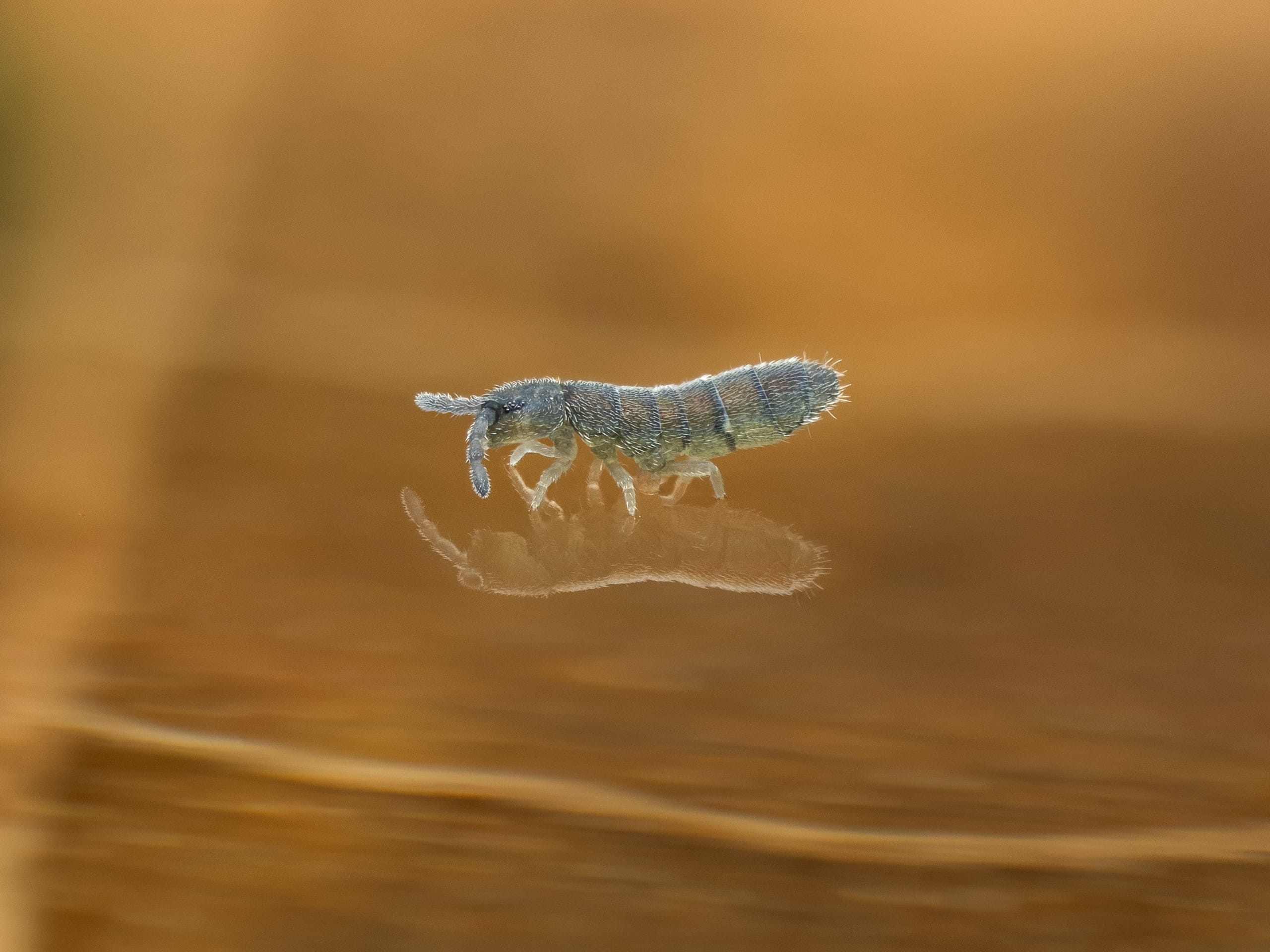 Vertagopus_arboreus_RupertLees_01